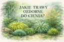 Witaj w świecie traw ozdobnych do cienia! Różnorodne formy i odcienie zieleni tworzą malowniczy zakątek.