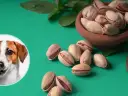Pistacje dla psa? Dlaczego weterynarz odradza i co podać zamiast.