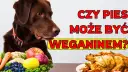 Czy pies może jeść wędzone mięso? Poznaj ukryte ryzyka zdrowotne