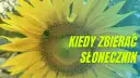 Kiedy jest sezon na słoneczniki? Poznaj najlepszy czas na zbiór