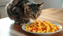 Czy koty mogą jeść makaron? Ważne informacje i zdrowe alternatywy