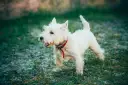 West highland white terrier z zaciekawieniem obserwuje otoczenie.