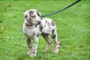 Młody pies rasy catahoula leopard z niebieskimi oczami i cętkowanym futrem stoi na mokrej trawie, na smyczy.