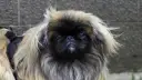 Pekińczyk włosy czy sierść - poznaj prawdę o jego futrze