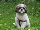 Uroczy shih tzu w czerwonej obroży siedzi na trawie. Pielęgnacja shih tzu to przyjemność, gdy pies jest tak zadbany.