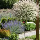 Kiedy sadzić wierzbę hakuro, aby zapewnić jej zdrowy wzrost?