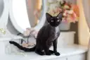 Czarny kot rasy Devon Rex z kręconą sierścią siedzi na białej komodzie obok lustra i kwiatów.