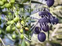 Dwa pnie drzew oliwnych z owocami w różnych kolorach: zielone i ciemnofioletowe. Różnice w kolorach oliwek.