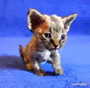 Gdzie znaleźć kocięta Devon Rex w Śląskiem? Ceny i oferty hodowli