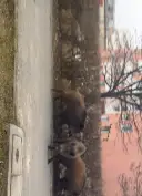 Co robić, gdy dziki na osiedlu zagrażają bezpieczeństwu?