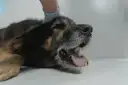 Pies z otwartym pyskiem, język na wierzchu. Weterynarz bada psa, który może mieć kaszel sercowy.