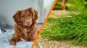 Czy pies może jeść koperek? Dowiedz się, co musisz wiedzieć!