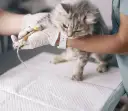 Ile trwa sterylizacja kotki? Sprawdź czas operacji i przygotowań