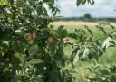 Gałąź jabłoni z niedojrzałymi jabłkami na tle zielonego pola.