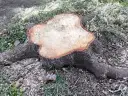 Świeżo ścięty pień drzewa z widocznymi słojami i korzeniami. Wokół trociny i trawa. Zastanawiasz się, jak usunąć pień drzewa?