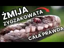 Czym się żywi żmija? Odkryj zaskakujące fakty o jej diecie