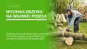 Mężczyzna w okularach i słuchawkach tnie piłą drzewo na trawie.