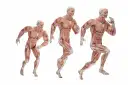 Trzy modele anatomiczne ukazujące różne typy budowy ciała w ruchu.