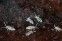 Małe, jasne skoczogonki w wilgotnej ziemi, poruszające się wśród drobnych cząstek gleby.