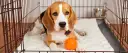 Smutny beagle leży w klatce kennelowej z pomarańczową piłeczką.
