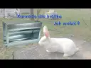 Jak zrobić karmnik dla królików - proste i tanie rozwiązania DIY