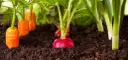 Najlepszy nawóz pod warzywa - wybierz idealny dla swoich roślin