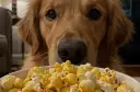 Czy pies może jeść popcorn? Sprawdź, co musisz wiedzieć!