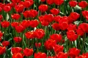 Kiedy jest sezon na tulipany? Odkryj najlepszy czas na kwitnienie
