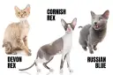 Devon Rex alergia – czy to kot dla alergików? Sprawdź, co musisz wiedzieć