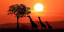 Zachód słońca w Kenii. Trzy żyrafy w cieniu drzewa akacjowego, delektujące się ostatnimi promieniami słońca. Niezwykłe walory przyrodnicze Kenii.