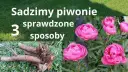 Jak sadzić piwonie, aby uniknąć najczęstszych błędów w ogrodzie