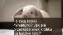 Ile lat żyją króliki miniaturki – kluczowe czynniki ich długości życia