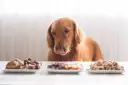 Czy pies może jeść szynkę? Sprawdź, co może mu zaszkodzić
