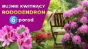 Jak sadzić rododendrony zielone, aby uniknąć błędów i cieszyć się pięknem