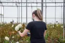 Pracownica w szklarni przycina białe róże, które kwitną w czerwcu.