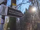 Znak drogowy wskazuje drogę na wieżę widokową na Górze Borowa. Słońce przebija się przez drzewa w lesie.