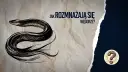 Jak rozmnażają się węgorze? Tajemnice ich niezwykłego cyklu życia