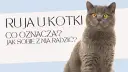 Jak długo kotka ma ruje? Poznaj tajemnice rui i jej trwania