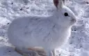 Czym żywią się zimą zające? Odkryj ich zaskakujące nawyki żywieniowe