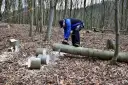 Mężczyzna piłą mechaniczną przecina powalone drzewo w lesie, obok pocięte kawałki i pień.