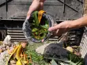 Ręce wsypują do kompostownika resztki roślinne, tworząc cenny nawóz organiczny z odpadów roślinnych.