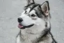 Piękny pies podobny do husky z brązowymi oczami i wyrazistą, czarno-białą sierścią, z językiem na wierzchu.