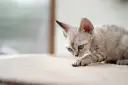 Devon Rex Lublin - Gdzie znaleźć idealnego kota do adopcji?