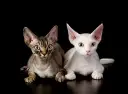 Koty Devon Rex do adopcji - poznaj tanie opcje i wymagania
