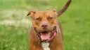 Uśmiechnięty brązowy pitbull w różowej obroży, z językiem na wierzchu. Czy pitbull jest groźny? Ten piesek wygląda na bardzo przyjaznego!