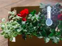 Czerwone pelargonie w kartonie, obok termometr wskazujący niską temperaturę. Czas pomyśleć, jak przyciąć pelargonie na zimę.