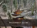 Zimowy krajobraz w rezerwat szum. Brązowa rzeka płynie przez las pełen powalonych drzew i iglaków, pokrytych pierwszym śniegiem.