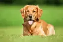 Jaką karmę dla golden retrievera wybrać, aby uniknąć problemów zdrowotnych?