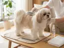 Uroczy shih tzu amerykański czesany przez opiekuna. Na stole leżą grzebień, nożyczki i ręcznik.