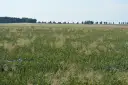 Pole zboża z niebieskimi chabrami i innymi chwastami dwuliściennymi. W tle linia drzew i błękitne niebo.